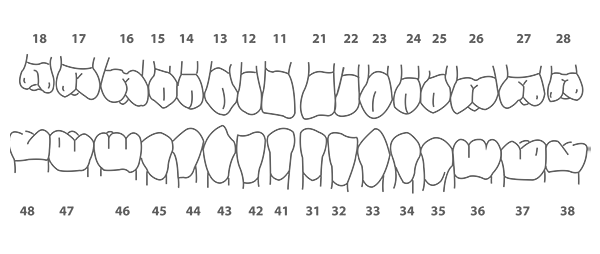 Tooth Chart